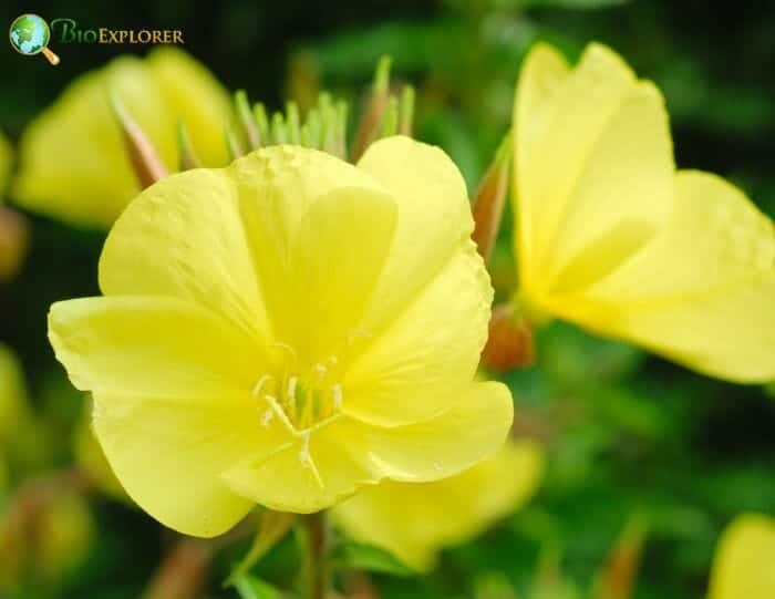 Evening Primroses Flowers Evening Primroses Flowers
