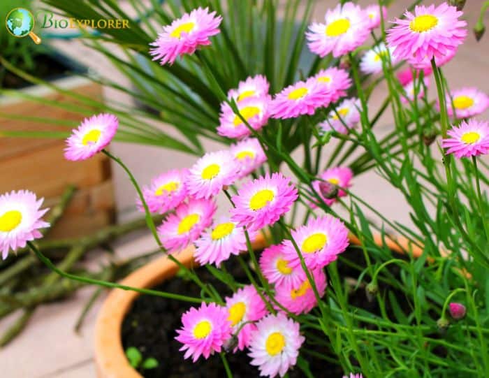 Everlasting Daisy Everlasting Daisy