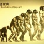 Human Evolution