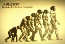 Complete History of Evolution Human Evolution