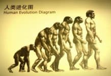 Human Evolution