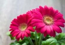 Exotic Flowers