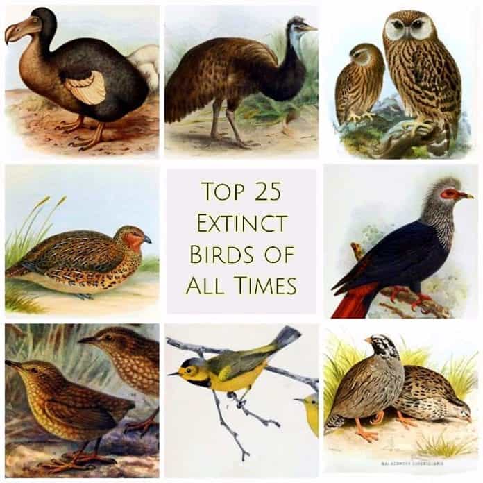 Top 25 Extinct Birds of All Times Causes of Mass 