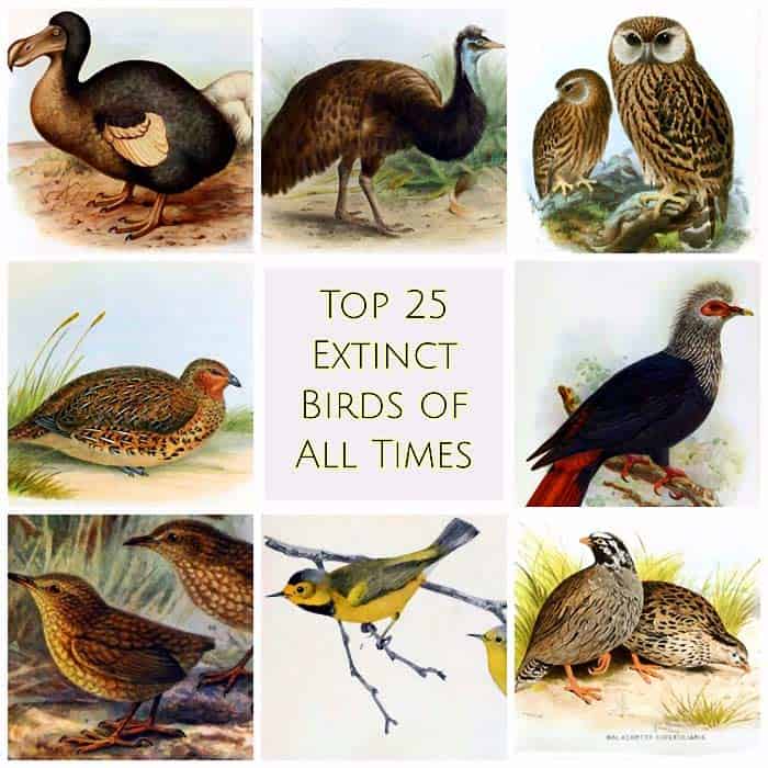 Top 25 Extinct Birds of All Times | Causes of Mass Extinction of Birds Top 25 Extinct Birds of All Times | Causes of Mass Extinction of Birds