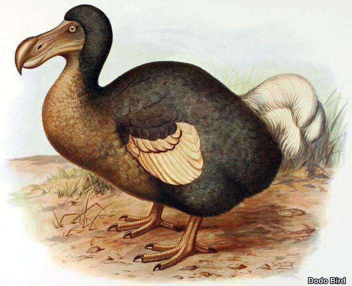 Top 25 Extinct Birds of All Times | Causes of Mass Extinction of Birds Top 25 Extinct Birds of All Times | Causes of Mass Extinction of Birds
