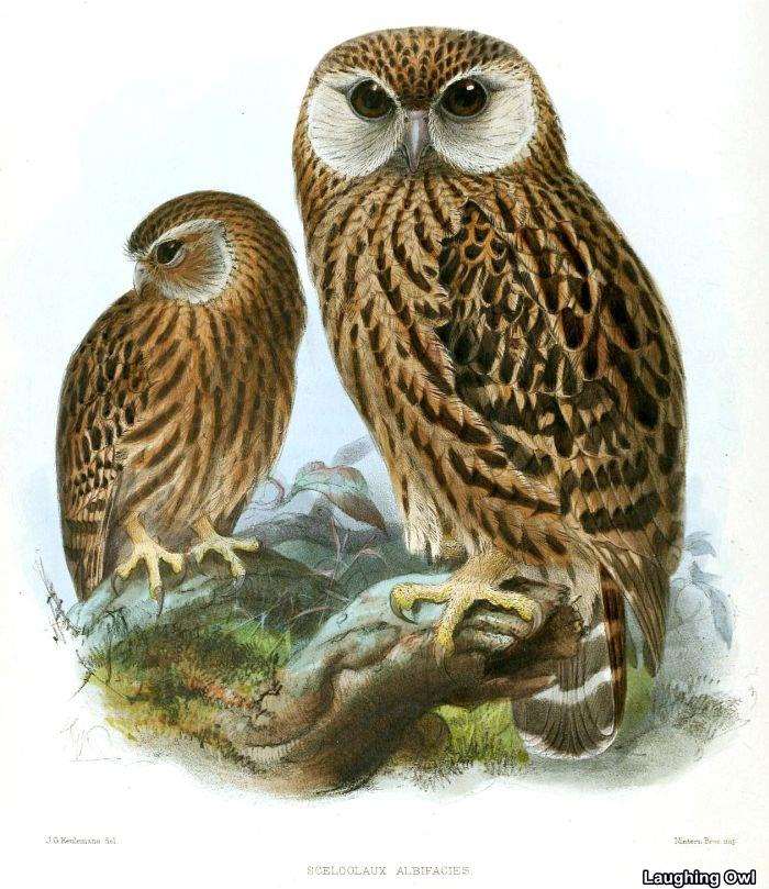 Top 25 Extinct Birds of All Times | Causes of Mass Extinction of Birds Top 25 Extinct Birds of All Times | Causes of Mass Extinction of Birds