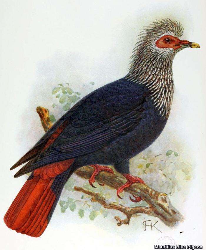 Top 25 Extinct Birds of All Times | Causes of Mass Extinction of Birds Top 25 Extinct Birds of All Times | Causes of Mass Extinction of Birds