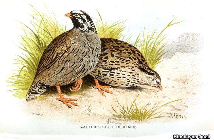 Himalayan Quail