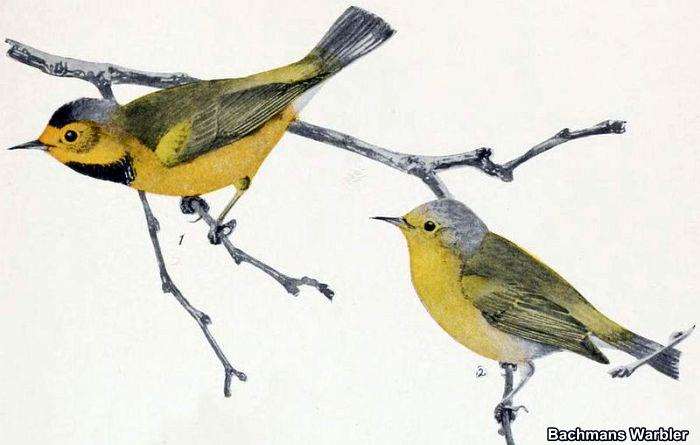 Top 25 Extinct Birds of All Times | Causes of Mass Extinction of Birds Top 25 Extinct Birds of All Times | Causes of Mass Extinction of Birds