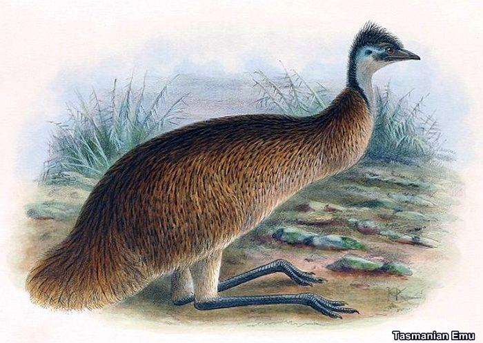 Tasmanian Emu