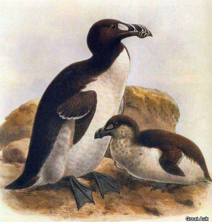 Top 25 Extinct Birds of All Times | Causes of Mass Extinction of Birds Top 25 Extinct Birds of All Times | Causes of Mass Extinction of Birds