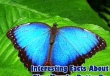 Facts about blue morpho butterfly