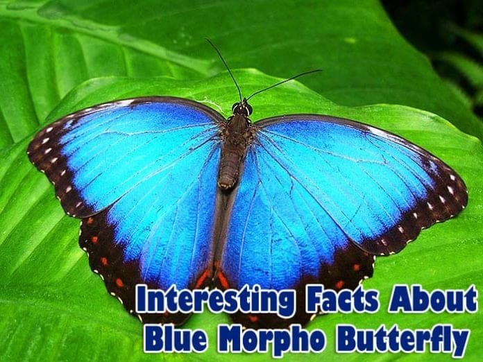 Facts about blue morpho butterfly Facts about blue morpho butterfly