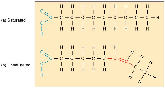 Fatty Acids Chemical Formula