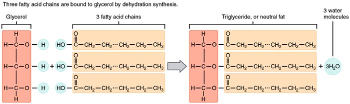 Fatty Acids Dehydration Process