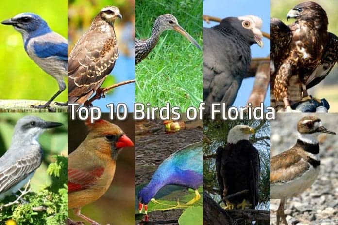 Florida Birds Florida Birds
