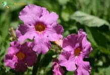 Flowering Fern