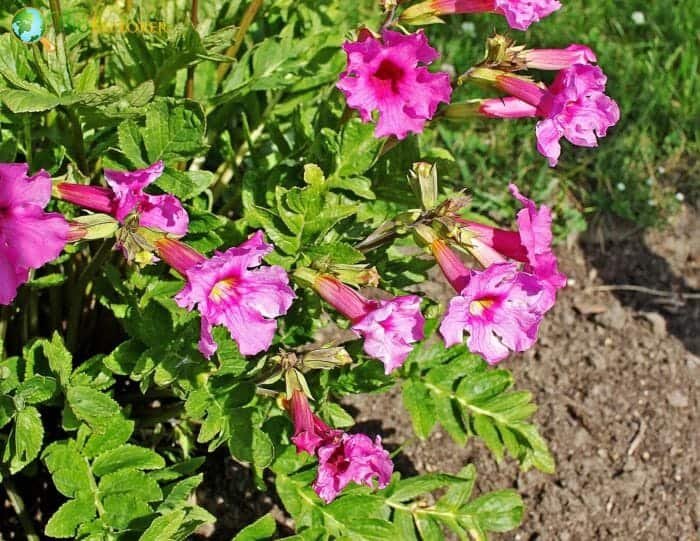 Flowering Ferns