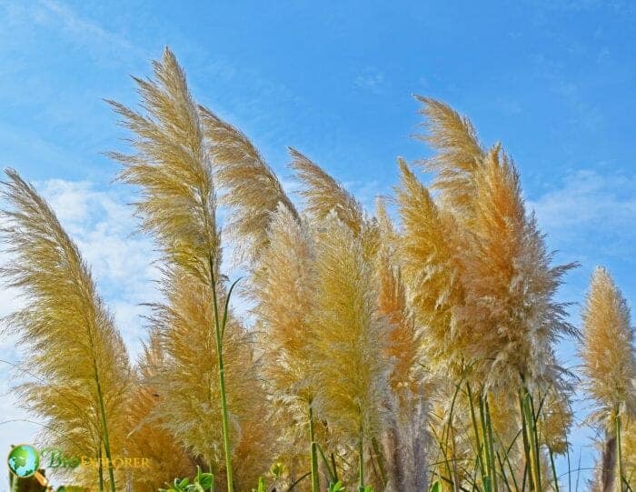 Reed flower shop