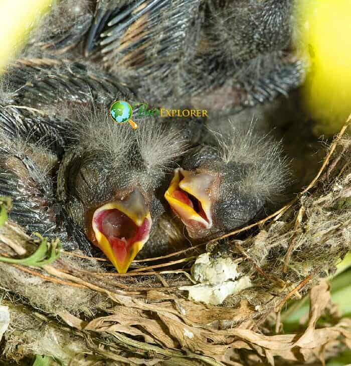 For How Long Are Goldfinch Nestlings Fed By Their Parents For How Long Are Goldfinch Nestlings Fed By Their Parents