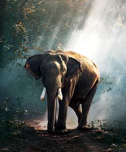 animals that live in the forest floor layer of the rainforest