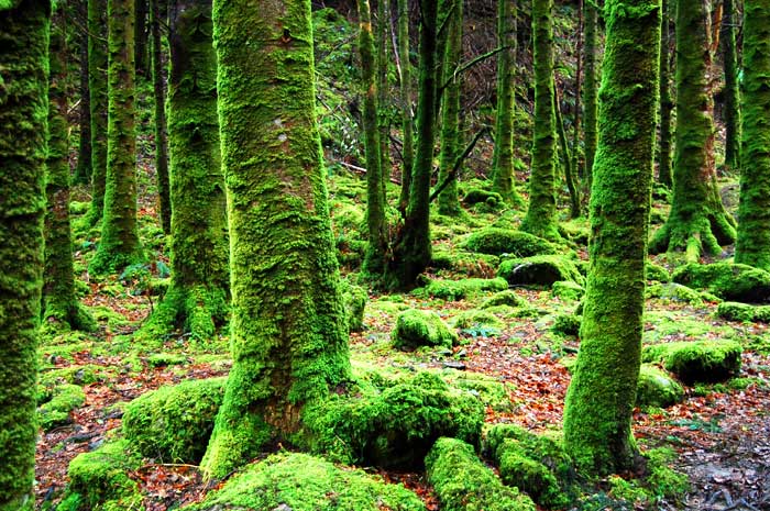 Layers Of The Rainforest