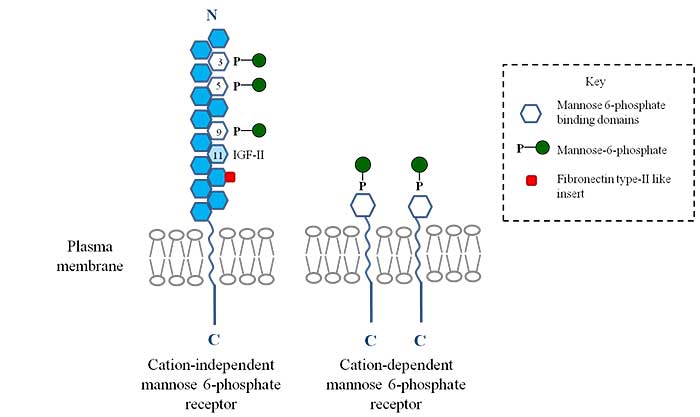 Formation of Mannose 6 Phosphate Formation of Mannose 6 Phosphate
