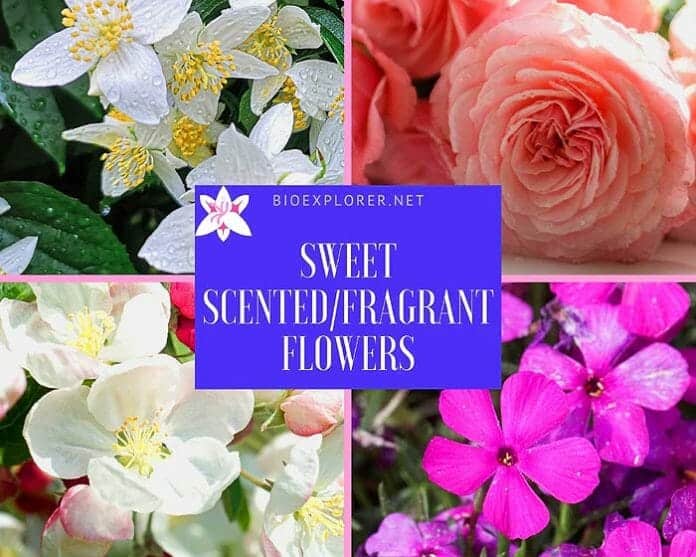 Top 100 BEST Fragrant Flowers Sweetscented Flowers BioExplorer