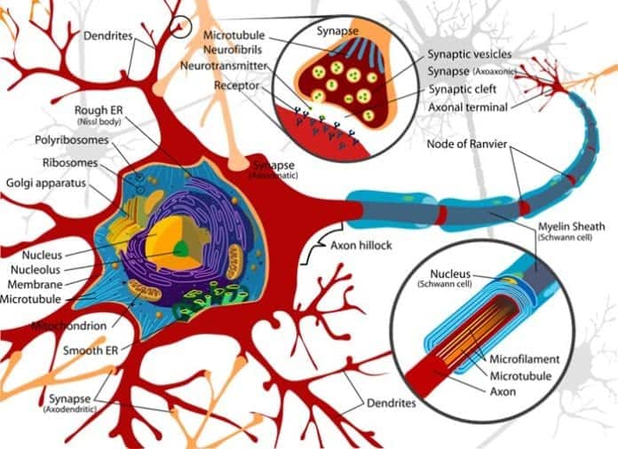 Fun facts about nervous systems Fun facts about nervous systems