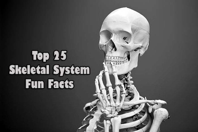 Top 5 Skull and Bones Facts 