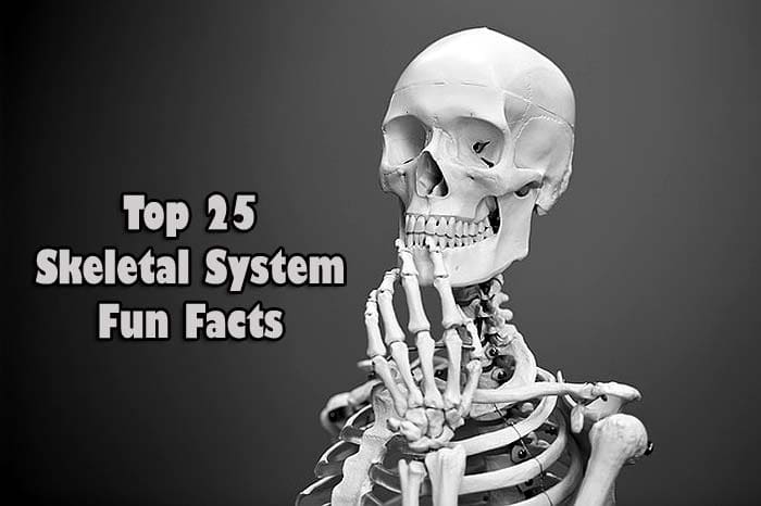 25 Fun Facts About The Skeletal System Skeletal System Facts