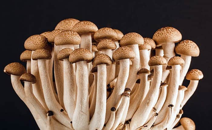 Fungi Reproduction Fungi Reproduction