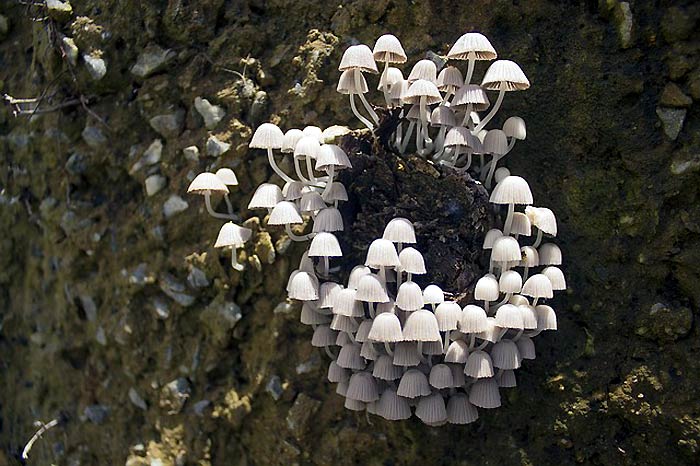 Fungus Reproduction Fungus Reproduction