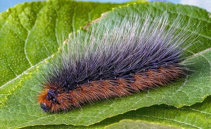 World's Top 15 Poisonous Caterpillars | Venomous Caterpillars