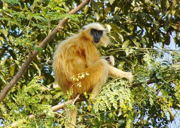 Gee's Golden Langur | Trachypithecus geei | Characteristics | Diet