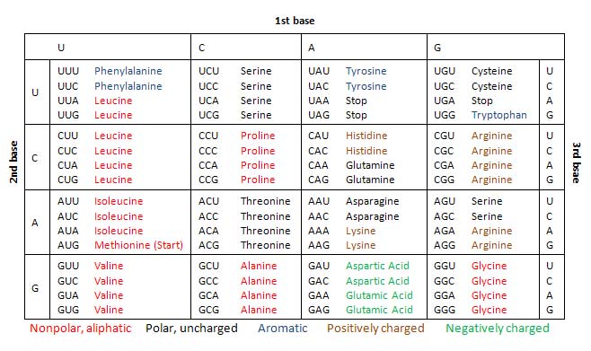 Genetic Code Dictionary