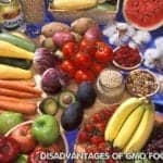 Genetically Modified Foods Disadvantages