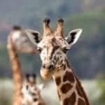 Giraffes