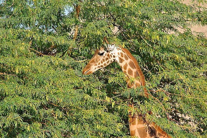 Giraffe Eating In Savannah