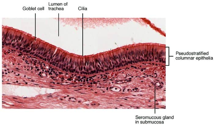 Goblet Cells Location