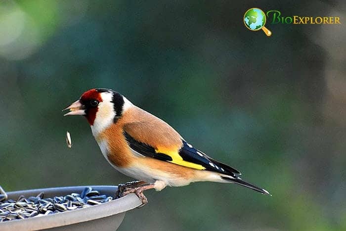 Goldfinches In Animal Food Chain Goldfinches In Animal Food Chain