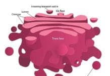 Golgi Apparatus Functions