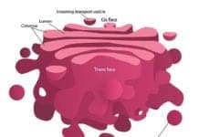 Golgi Apparatus Functions