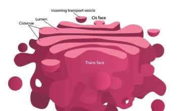 Golgi Apparatus Functions