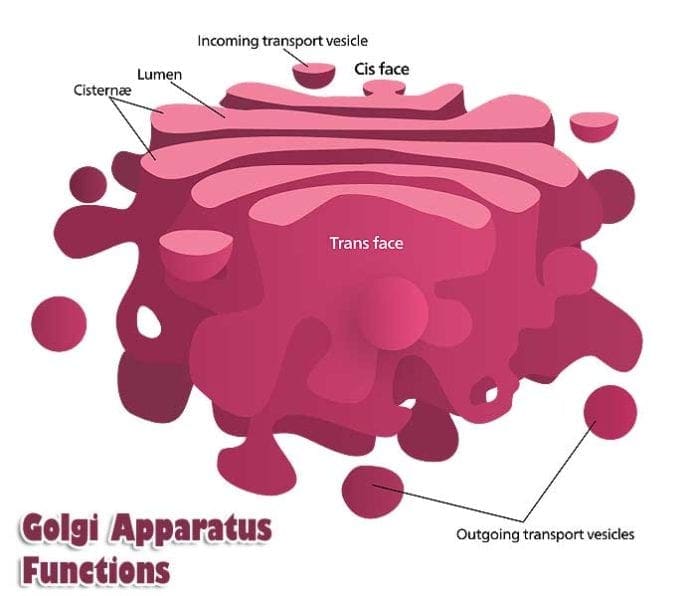 Golgi Apparatus Functions Golgi Apparatus Functions