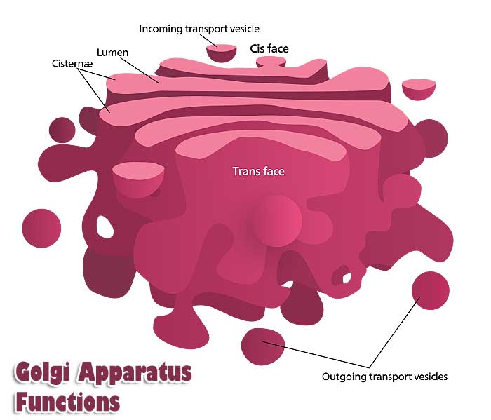 Top 8 Golgi Apparatus Functions In Cell | Golgi Body Functions Top 8 Golgi Apparatus Functions In Cell | Golgi Body Functions
