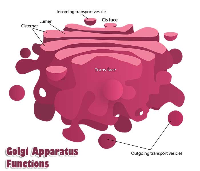 Top 8 Golgi Apparatus Functions In Cell Golgi Body Functions