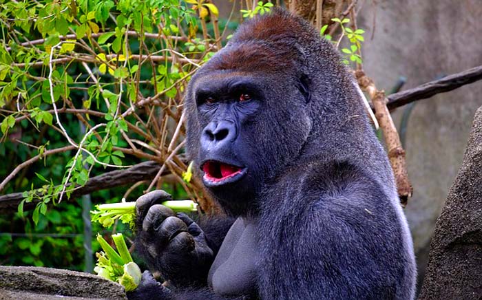 Gorilla eating plants Gorilla eating plants