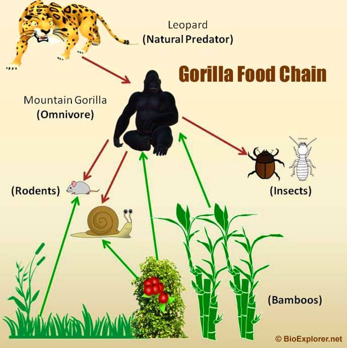 Gorilla Food Chain Gorilla Food Chain