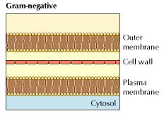 Gram Negative Bacteria Gram Negative Bacteria